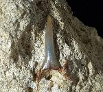 cf. Araloselachus cuspidatus (AGASSIZ 1843) - Bild © FossNet FossilienStore